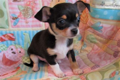 chihuahuas for sale in missouri|akc chihuahua breeders by state.